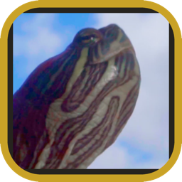 Turtle Tasker icon